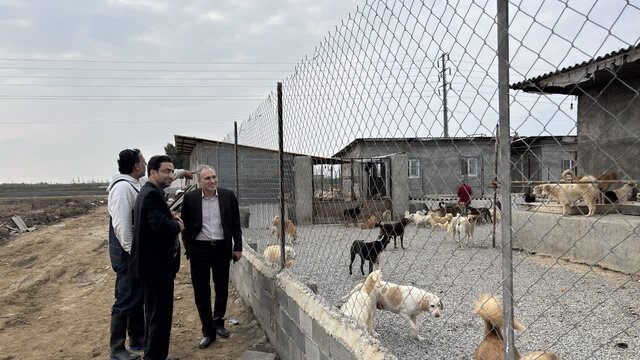 همکاری بی‌سابقه دامپزشکی مازندران و دانشگاه برای کنترل سگ‌های بلاصاحب