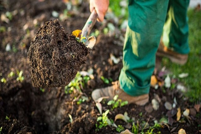 راهکاری نوین برای حفظ میراث طبیعی بجنورد؛ اصلاح ساختار خاک چگونه درختان شهر را نجات می‌دهد؟