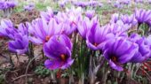 رونق بی‌سابقه طلای سرخ در همدان؛ بزرگ‌ترین مزرعه زعفران غرب کشور در آستانه تحول صنایع تبدیلی