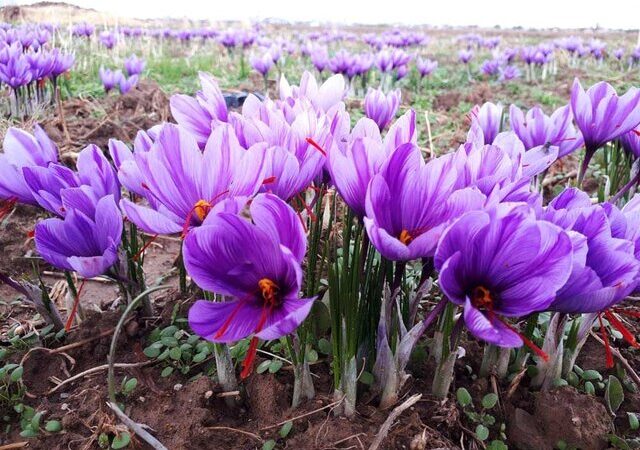 رونق بی‌سابقه طلای سرخ در همدان؛ بزرگ‌ترین مزرعه زعفران غرب کشور در آستانه تحول صنایع تبدیلی