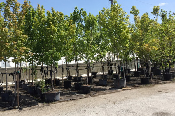 رونمایی از قدرت نهالستان‌های همدان در سومین سال طرح ملی کاشت یک میلیارد درخت!