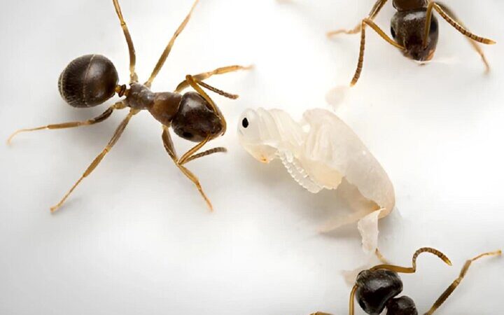 فداکاری حیرت‌انگیز مورچه‌ها؛ سربازانی که با جان‌شان کلونی را نجات می‌دهند!