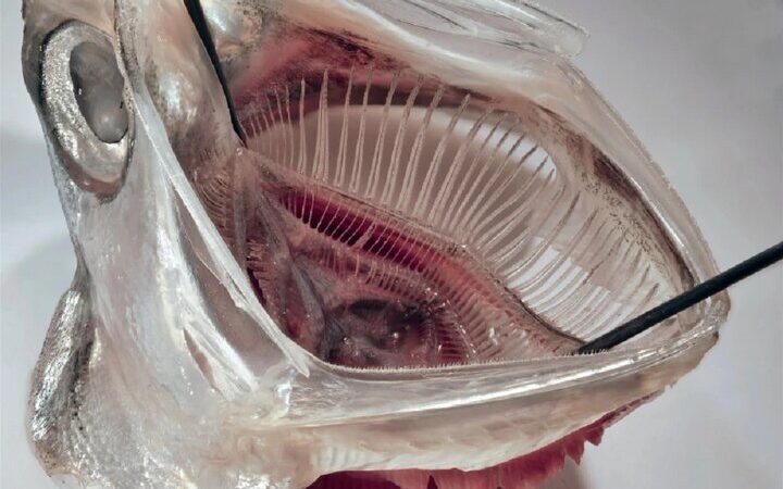 راهکار شگفت‌انگیز از ماهی آنچوی برای جلوگیری از خروج ریزپلاستیک‌های لباسشویی!