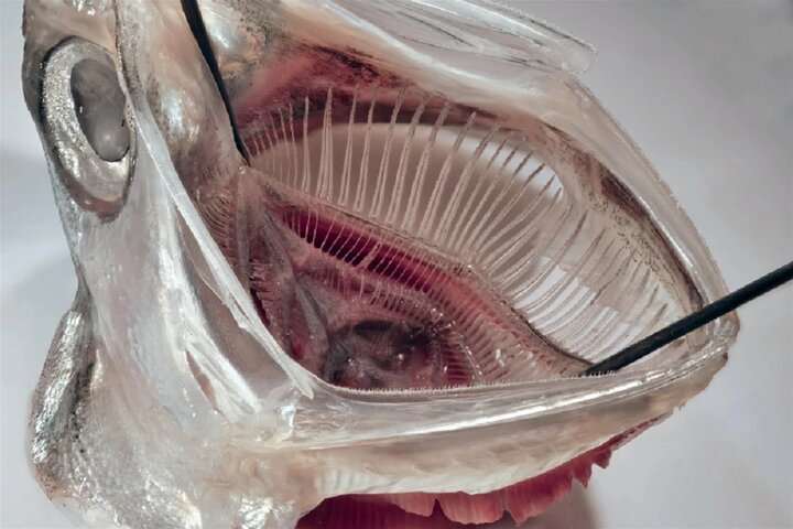 راهکار شگفت‌انگیز از ماهی آنچوی برای جلوگیری از خروج ریزپلاستیک‌های لباسشویی!