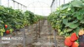 گلخانه‌های هوشمند؛ پیشران پایداری و صادرات محصولات کشاورزی زنجان