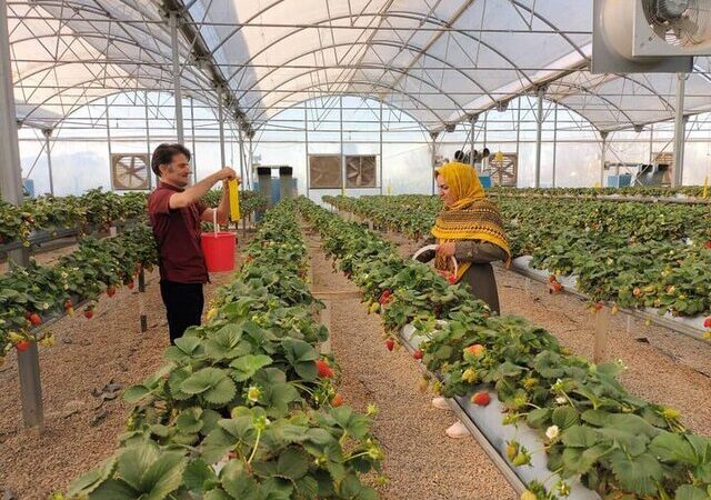 هشدار جدی به گلخانه‌داران آذربایجان‌غربی هم‌زمان با کاهش دما 