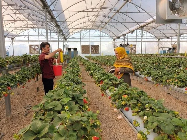 هشدار جدی به گلخانه‌داران آذربایجان‌غربی هم‌زمان با کاهش دما  - وب‌گردی