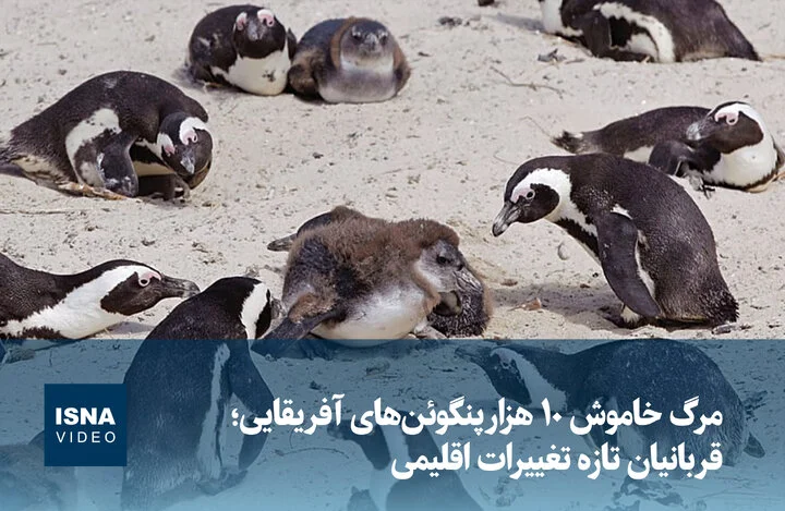 مرگ مرموز ۱۰ هزار پنگوئن آفریقایی؛ آیا تغییرات اقلیمی عامل اصلی است؟