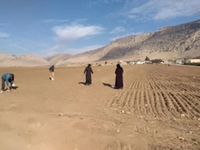 افزایش ۱۰ تا ۹۰ درصدی عملکرد گندم دیم با اجرای خشکه‌کار