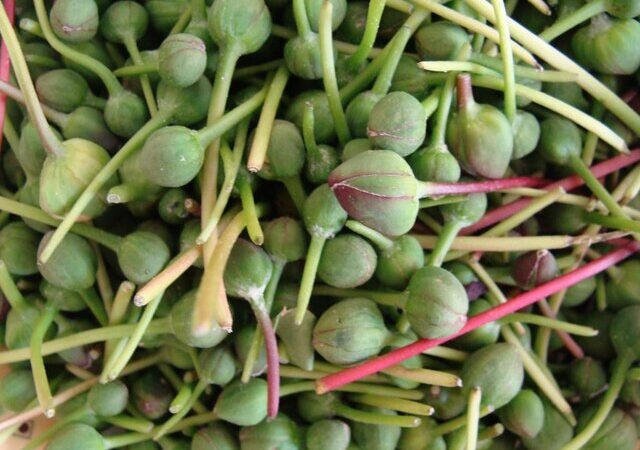 اختصاص ۳۰ هکتار از اراضی اسدآباد به کشت کاپاریس