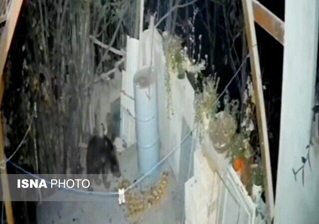 ورود خرس به منزلی مسکونی در خطیرکوه استان سمنان ختم به خیر شد+ ویدئو