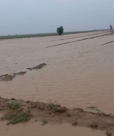 خسارت گسترده سیلاب به مزارع کشاورزی دهلران