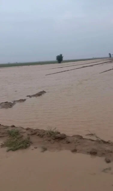 خسارت گسترده سیلاب به مزارع کشاورزی دهلران