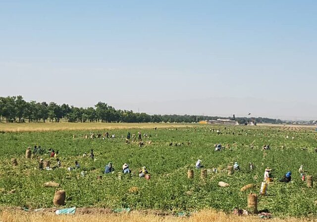 برداشت بی‌سابقه ۲۵۰ تُن نخود سبز در سرباز؛ راز موفقیت کشاورزان چیست؟