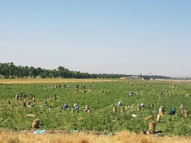 برداشت بی‌سابقه ۲۵۰ تُن نخود سبز در سرباز؛ راز موفقیت کشاورزان چیست؟