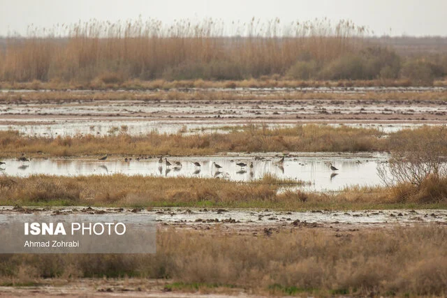 تالاب‌های قم در خطر؛ انتخابی بین حق‌آبه یا گرد و غبار سهمگین شهر!