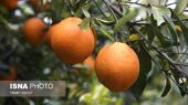 برداشت ۸۰ هزار تنی مرکبات از باغات گیلان