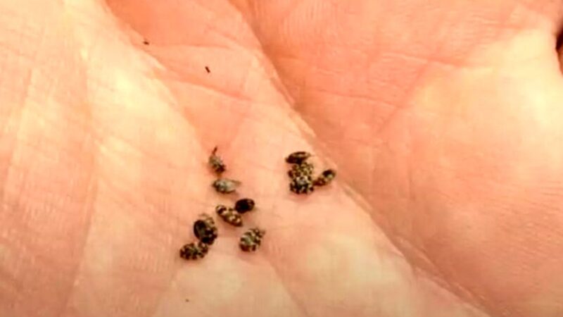 سوسک فرش؛ دشمن پنهان خانه که فرش و لباس‌هایتان را تهدید می‌کند!