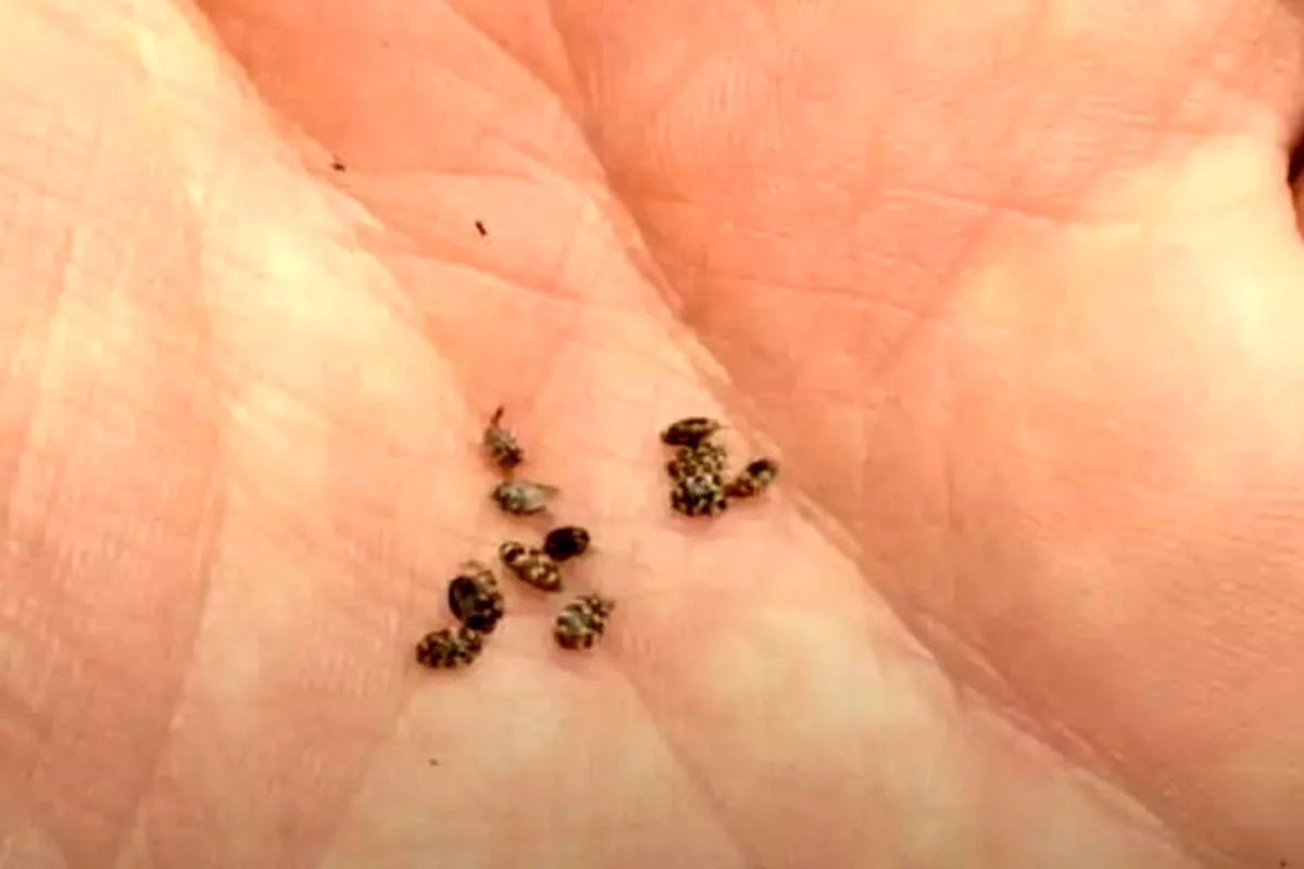 سوسک فرش؛ دشمن پنهان خانه که فرش و لباس‌هایتان را تهدید می‌کند!