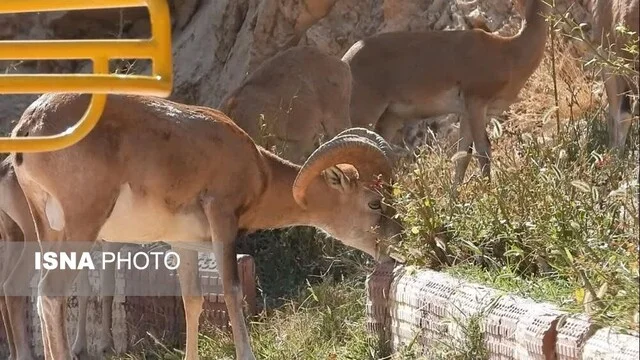 خشکسالی بی‌رحم، کل و قوچ‌های تپال را به قلب شهر شاهرود کشاند!