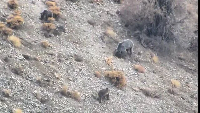 شکار لحظه‌های نادر: خانواده خرس قهوه‌ای با دو توله در دل دنا دیده شدند!