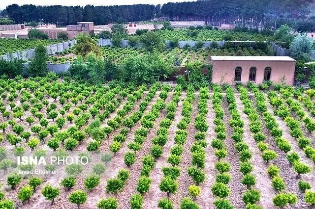 چرا کشاورزان خلیل‌آباد در دام دلالان گرفتار شده‌اند؟ افشای سرقت میلیاردی ارزش محصولات!