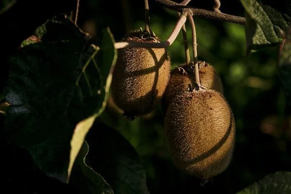 برداشت ۹۸ درصدی کیوی از باغات گیلان؛ رکوردی بی‌سابقه در صادرات!