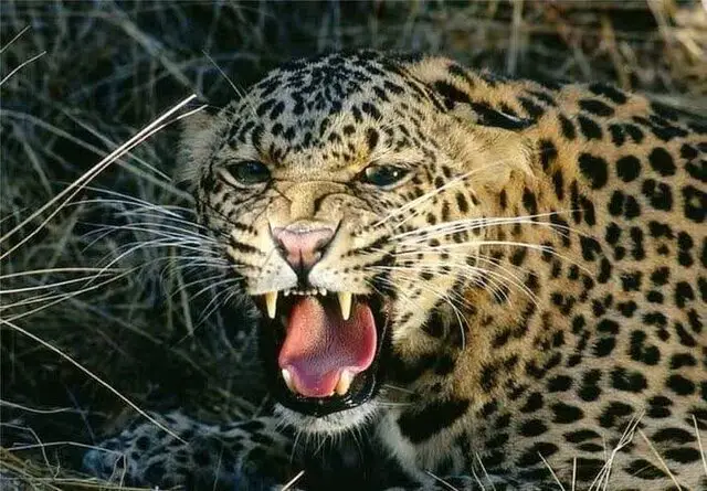 پلنگ وحشی به جان دام‌های رودان افتاد؛ دامداران در شوک!