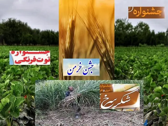 چرا جشنواره‌ها به بازارچه‌های بی‌هویت تبدیل شدند؟ نکته‌ای که همه باید بدانند!