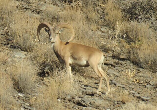 خشکسالی و شکار غیرمجاز؛ تهدیدی جدی برای حیات‌وحش رشتخوار که محیط‌بانان مقابله کردند!