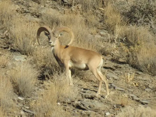 خشکسالی و شکار غیرمجاز؛ تهدیدی جدی برای حیات‌وحش رشتخوار که محیط‌بانان مقابله کردند!