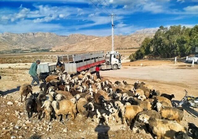 دادستان کازرون با ورود قاطع، دام غیرمجاز را در تالاب پریشان توقیف کرد!