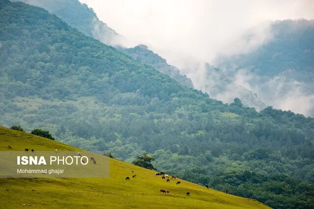 افلاطونی خبر داد: طرح جنگل‌داری نوین در برنامه هفتم کلید خورد!