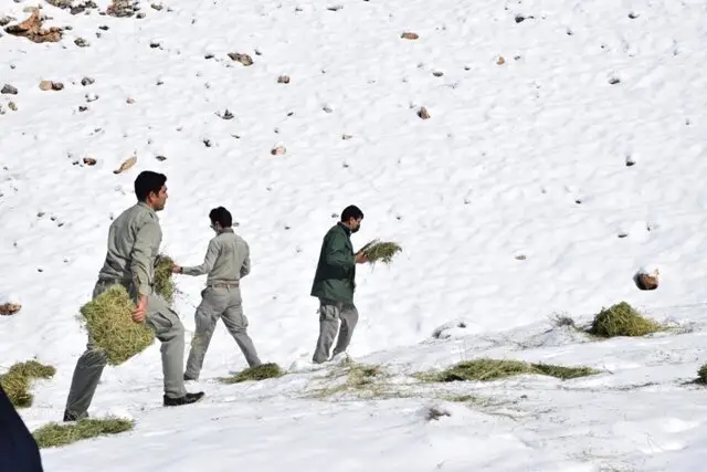 همدلی گرم مردم و تلاش بی‌وقفه محیط‌بانان برای نجات حیات وحش در سرمای زمستان
