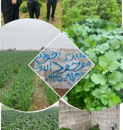 برداشت نخستین مزرعه سبزی خورشتی در دهلران؛ تحولی بزرگ در کشاورزی منطقه