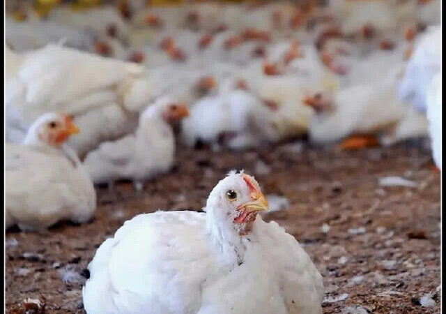 رکوردشکنی جوجه‌ریزی در ایلام؛ رشد ۲۶ درصدی در نیمسال نخست امسال!