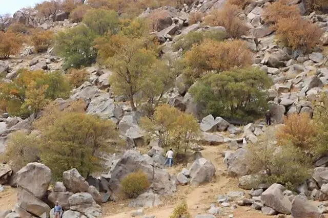 راز نجات جنگل‌های زاگرس؛ چرا حفظ این گنجینه طبیعی حیاتی است؟