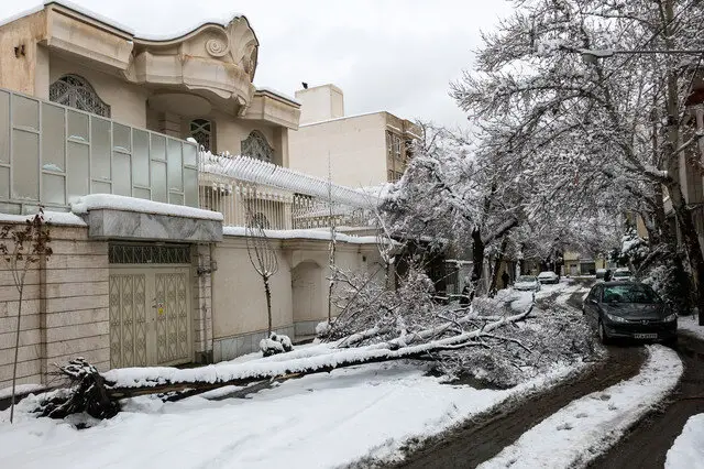 ۴۰۰ سقوط درخت در مشهد پس از اولین بارش زمستانی؛ تلاش بی‌وقفه باغبانان برای مقابله با بحران!