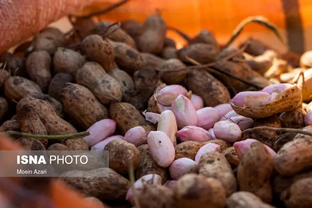 فرماندار آستانه اشرفیه: چرا هنوز مرکز تحقیقات بادام زمینی نداریم؟ نیاز حیاتی برای زادگاه بادام زمینی ایران!