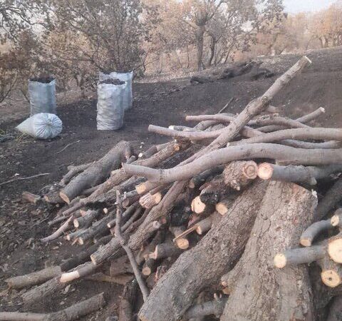 دستگیری متخلفان قطع درختان در سبزکوه؛ عملیات مخفیانه زغال‌سازی لو رفت!
