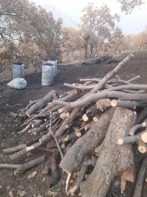 دستگیری متخلفان قطع درختان در سبزکوه؛ عملیات مخفیانه زغال‌سازی لو رفت!