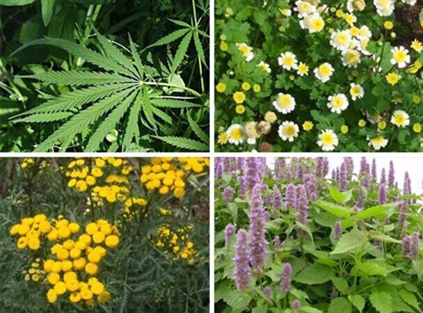 رکوردشکنی در چهارمحال و بختیاری؛ افزایش ۱۰۰ هکتاری کشت گیاهان دارویی با ظرفیت بی‌نظیر!