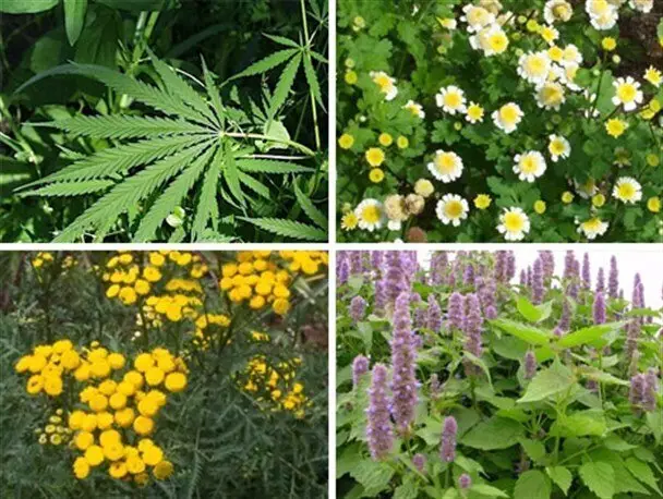 رکوردشکنی در چهارمحال و بختیاری؛ افزایش ۱۰۰ هکتاری کشت گیاهان دارویی با ظرفیت بی‌نظیر!