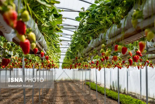 کرمانشاه در مسیر تحول کشاورزی؛ هدف‌گذاری توسعه ۱۲۰ هکتاری گلخانه‌ها با خلق ۲۴۰۰ فرصت شغلی