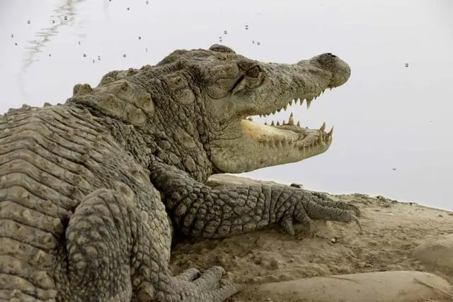 بارندگی شدید در سیستان و بلوچستان؛ گاندوها در خطر خروج از زیستگاه‌های سنتی!