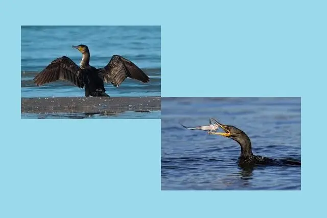 مرگ مشکوک باکلان‌های بزرگ کنار تورهای صیادی در چابکسر؛ راز پشت تلفات غیرعادی چیست؟