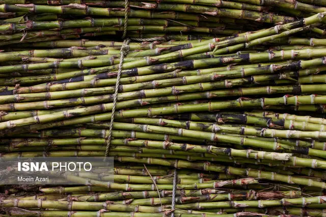 جشنواره نیشکر در صومعه‌سرا؛ فرصتی ویژه برای کشف فرهنگ و صنایع دستی استان
