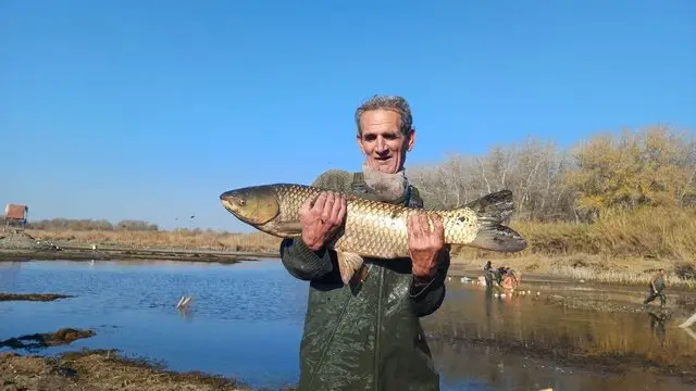 برداشت بی‌سابقه ماهیان گرمابی در پارس‌آباد؛ تولیدی که رکورد می‌زند!