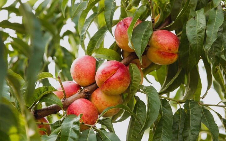 علم جدید برگ‌ها را به ساعت دقیق رسیدن میوه‌ها تبدیل کرد!