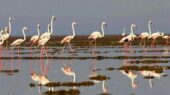 شکار لحظه‌های بی‌نظیر: مهاجرت دسته ۱۵۰ تایی فلامینگوها به تالاب سولدوز نقده